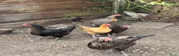 Chickens poultry for sale: Egg laying hens and chicks - Advert 8