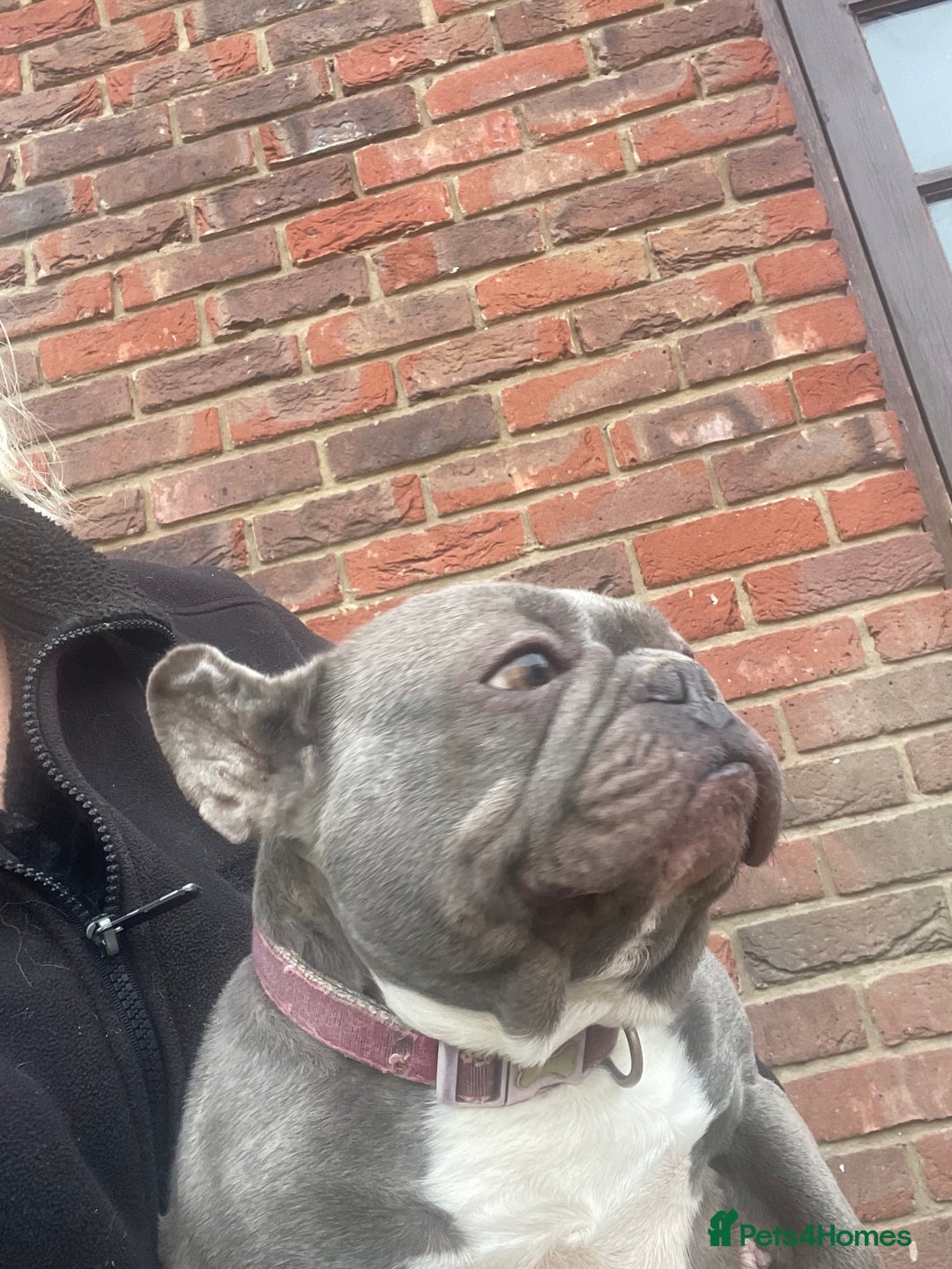 French Bulldog dogs for sale: Frenchie female - Advert 5