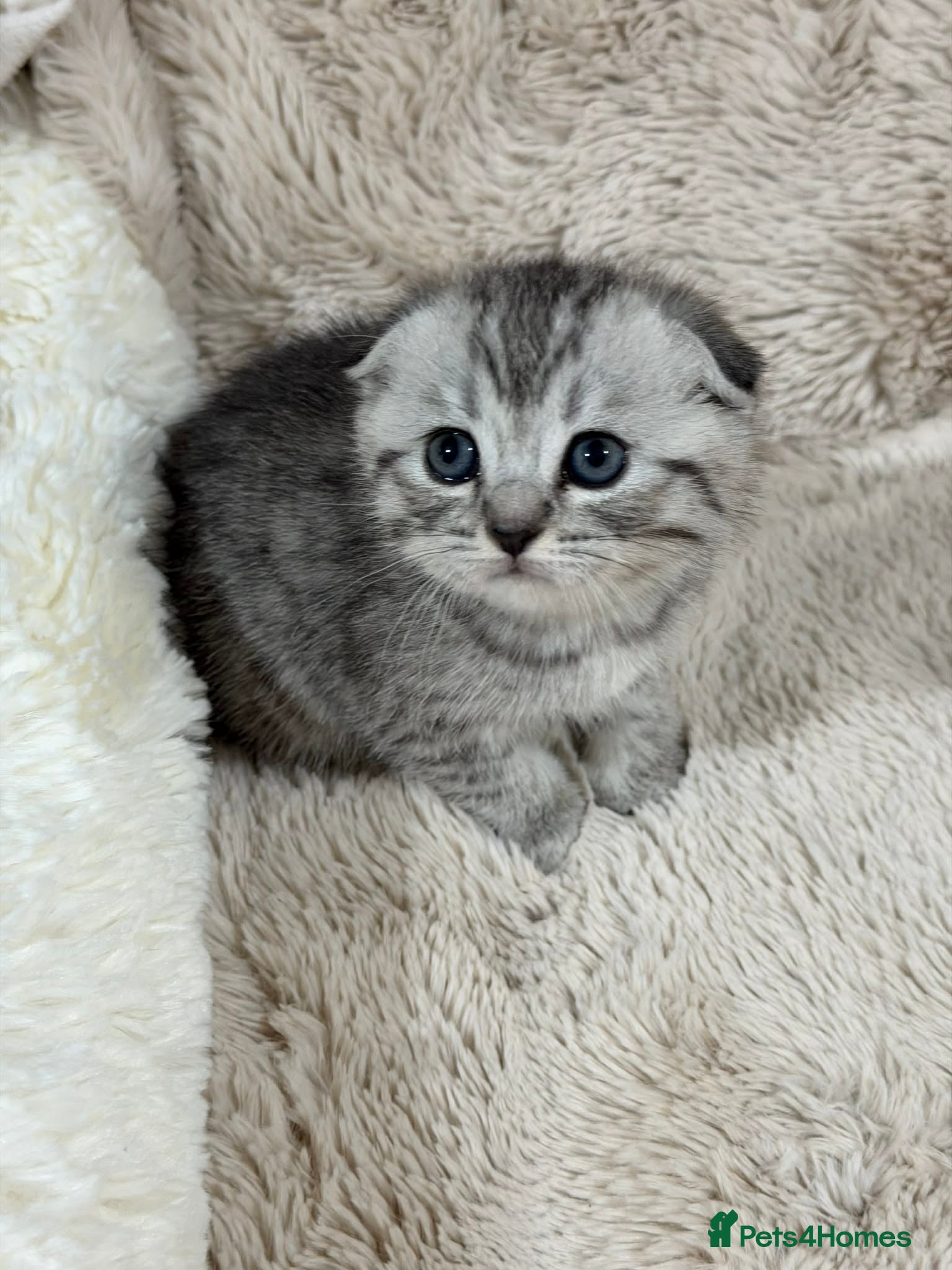 Scottish Fold cats 4 Scottish fold and British shorthair mix kittens - Advert 5