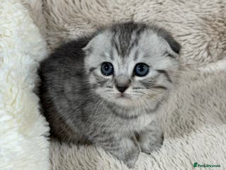 Scottish Fold cats 4 Scottish fold and British shorthair mix kittens - Advert 4