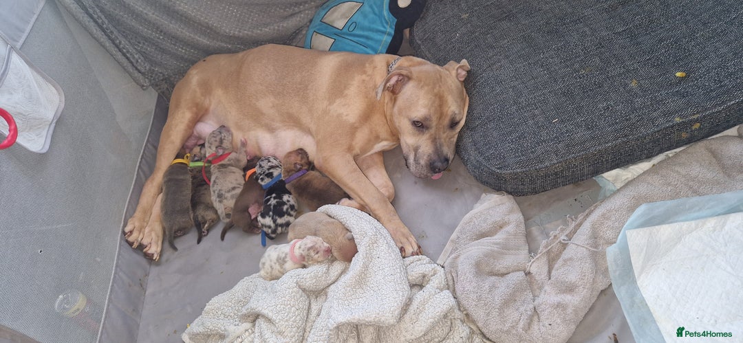 Mixed Breed dogs for sale: 8 Bully X Puppies  - Image 32