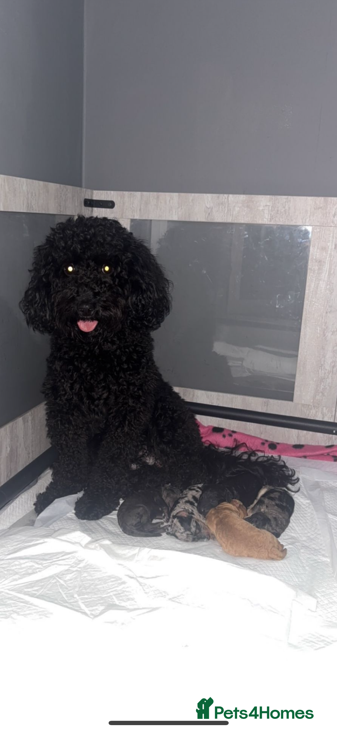 Cockapoo dogs for sale: Brown cockapoo pup  - Image 6