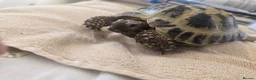 Tortoise reptiles for sale: Albert the horsefield - Advert 8
