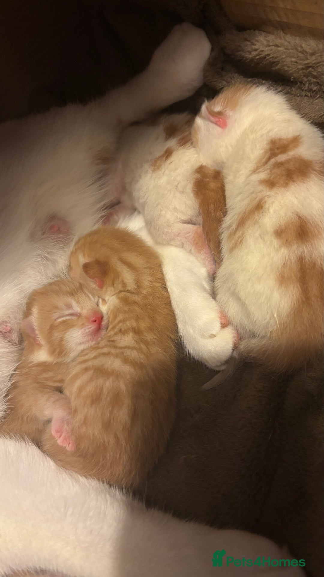 Mixed Breed cats for sale: Ginger & white kittens for loving new homes!  - Advert 7