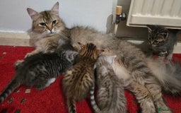 Mixed Breed cats for sale: Cute Kittens - Image 12