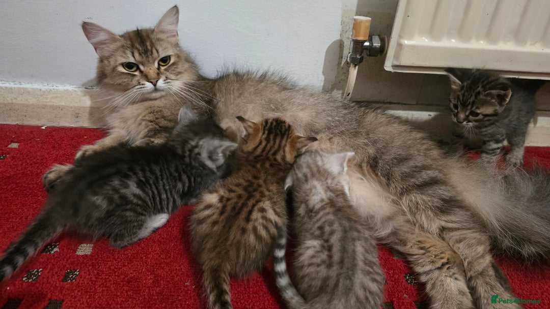 Mixed Breed cats for sale: Cute Kittens - Image 12