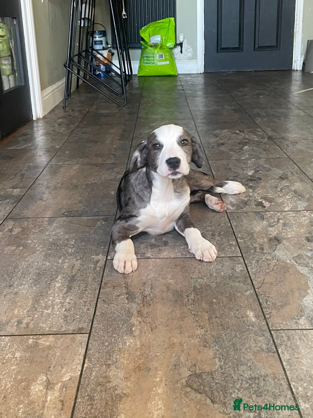 Mixed Breed dogs for sale:  Bully X Cocker Spaniel puppies - girls  - Advert 1