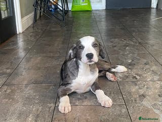 Mixed Breed dogs Bully X Cocker Spaniel puppies - girls - Advert 8