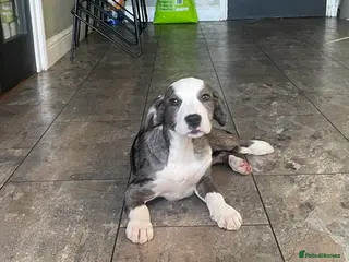 Mixed Breed dogs Bully X Cocker Spaniel puppies - girls - Advert 19