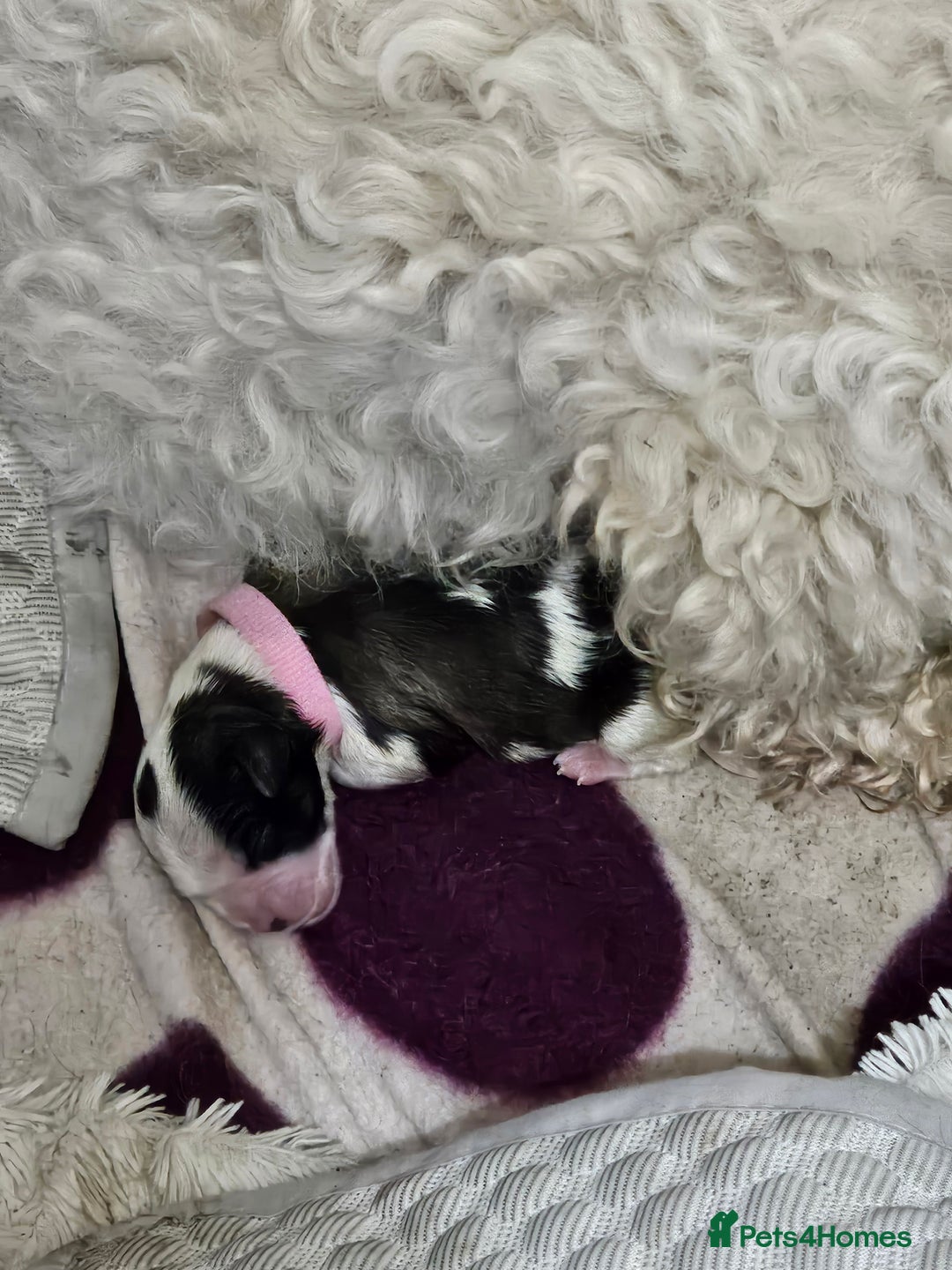 Zuchon dogs for sale: Male zuchon puppy 4mths - Image 7