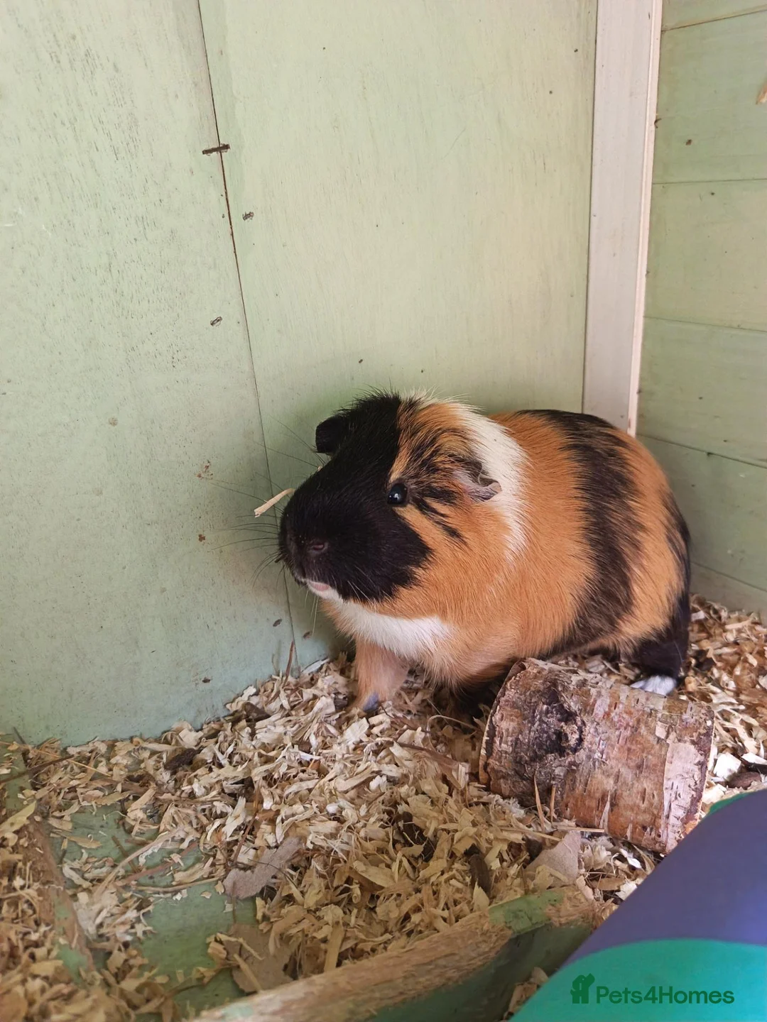 Guinea Pig rodents for sale: 2 female babies and adult male  - Advert 7