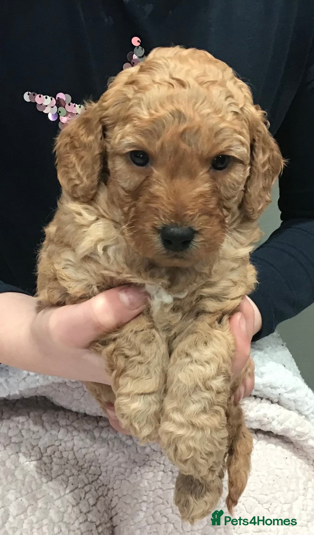 Labradoodle dogs for sale: 5* MINI F1B LABRADOODLE PUPPIES. - Advert 11