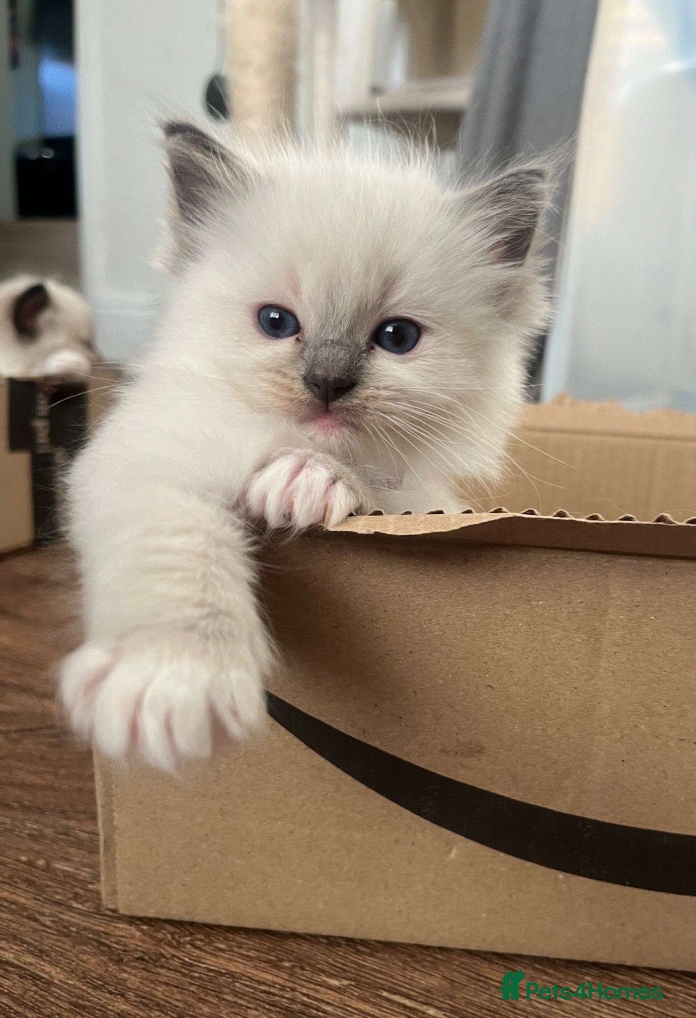 Ragdoll cats for sale: GCCF Registered Ragdoll Kittens  - Advert 10