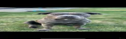 Staffordshire Bull Terrier dogs for sale: KC REG CHAMPION Staffordshire bull terrier puppies - Advert 2