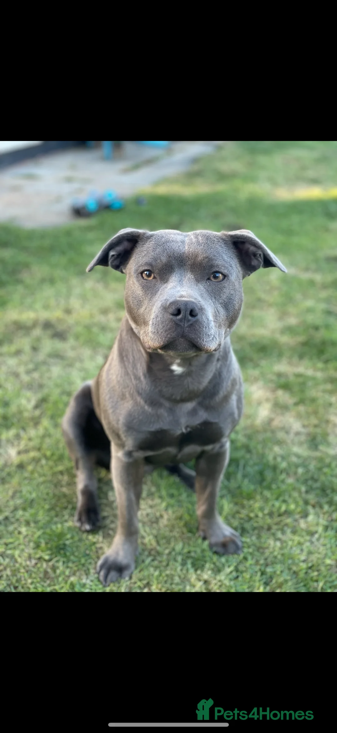Staffordshire Bull Terrier dogs for sale: KC REG CHAMPION Staffordshire bull terrier puppies - Advert 2