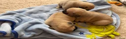 Pug dogs for sale: Stunning litter of boy pugs - Advert 3