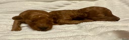 Toy Poodle dogs for sale: 2 TINY BOYS LEFT kc registered deep red toy poodle - Advert 13