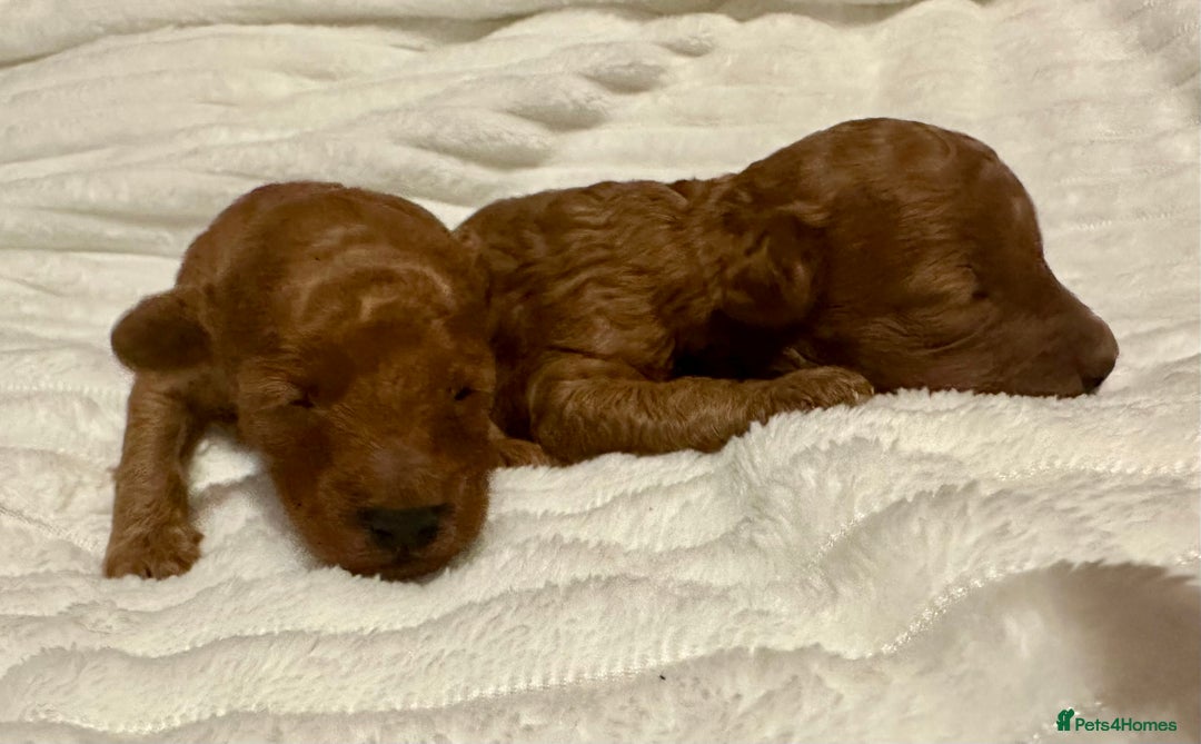 Toy Poodle dogs for sale: 2 TINY BOYS LEFT kc registered deep red toy poodle - Advert 13