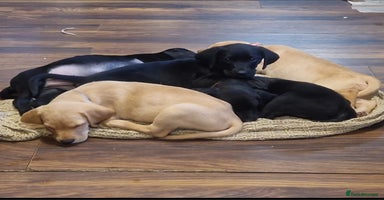 Labrador Retriever dogs - Advert 16