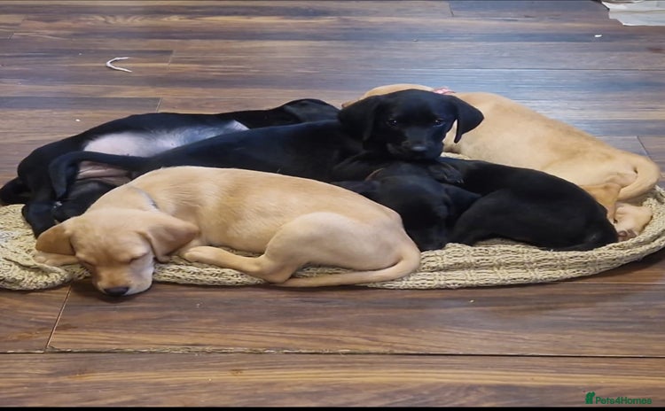 Labrador Retriever dogs - Advert 12