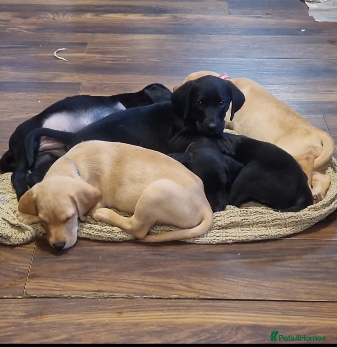 Labrador Retriever dogs for sale: Kc reg labradore puppies - Image 13