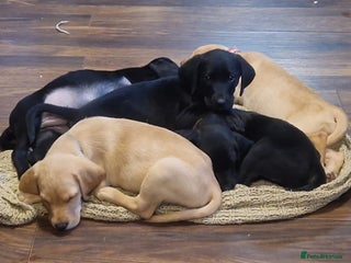 Labrador Retriever dogs - Advert 30