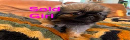 Pekingese dogs for sale: Pekingese  - Advert 3
