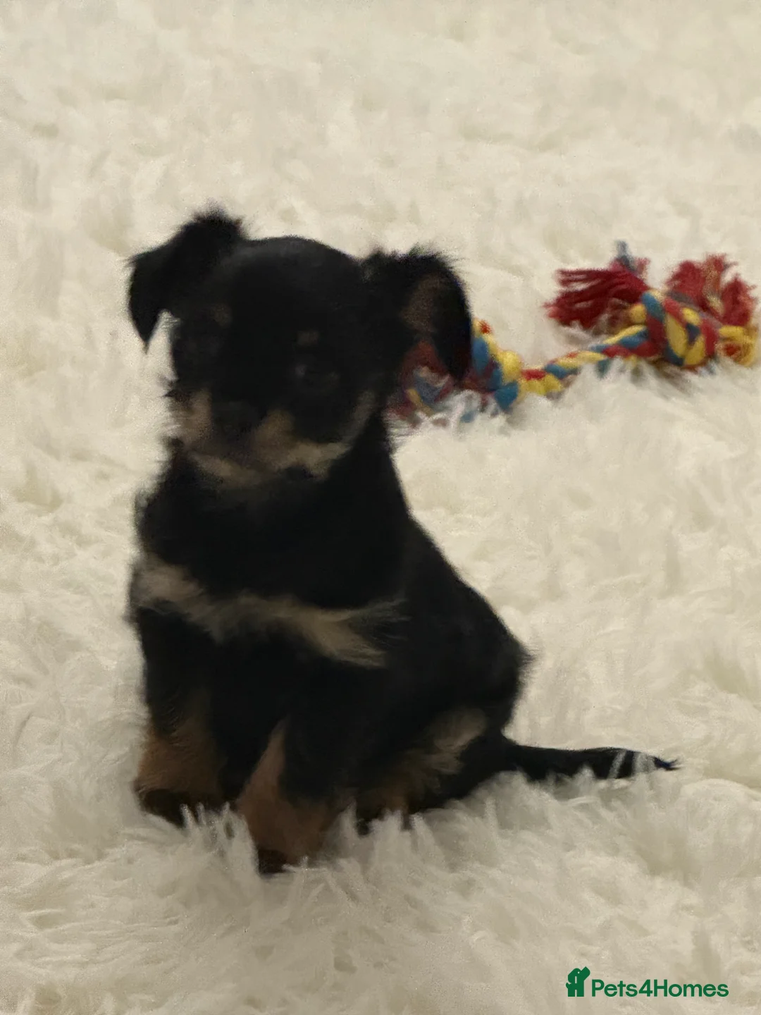 Chorkie dogs for stud: Male chorkie for stud - Advert 2