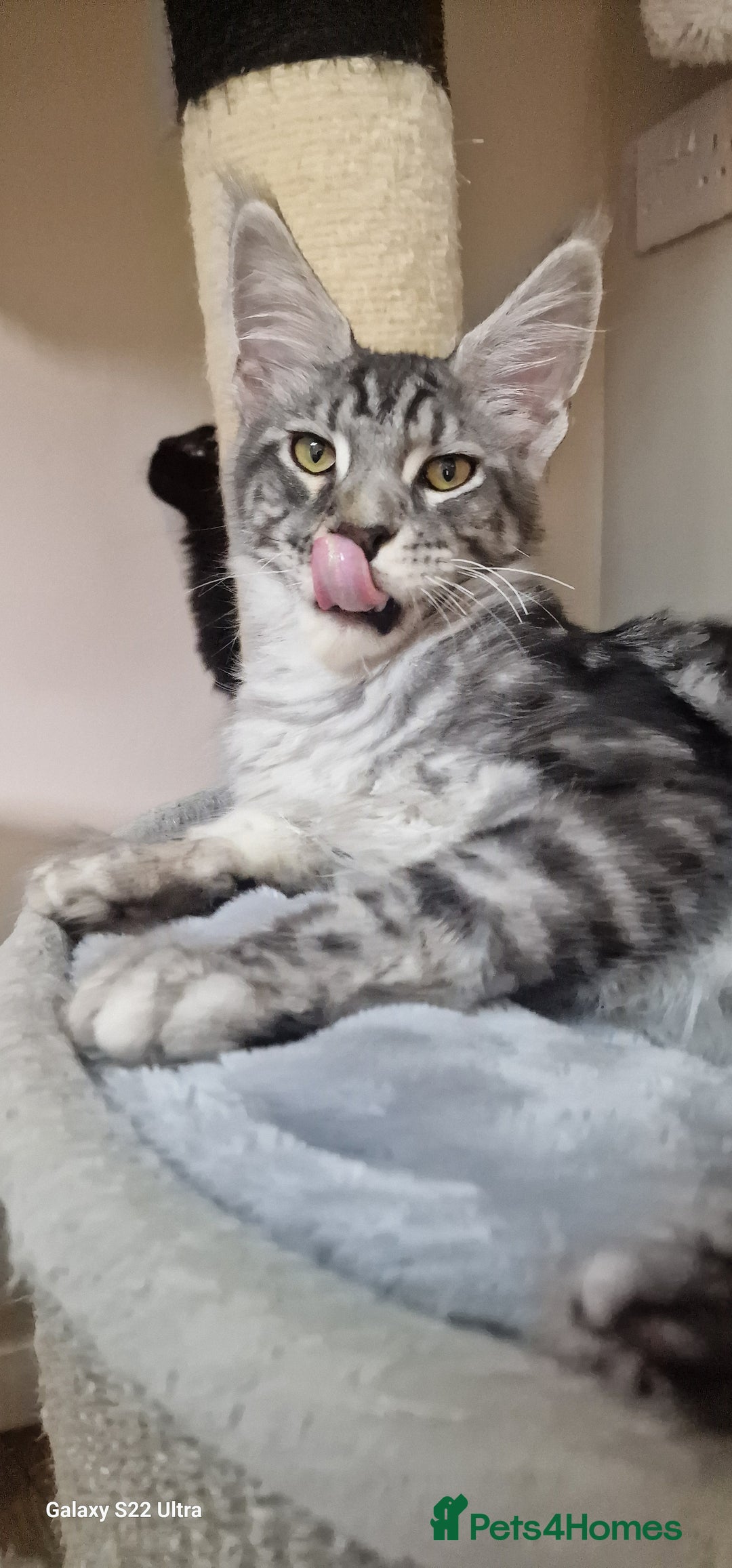 Maine Coon cats for sale: Pure Maine coon👑 - Image 19