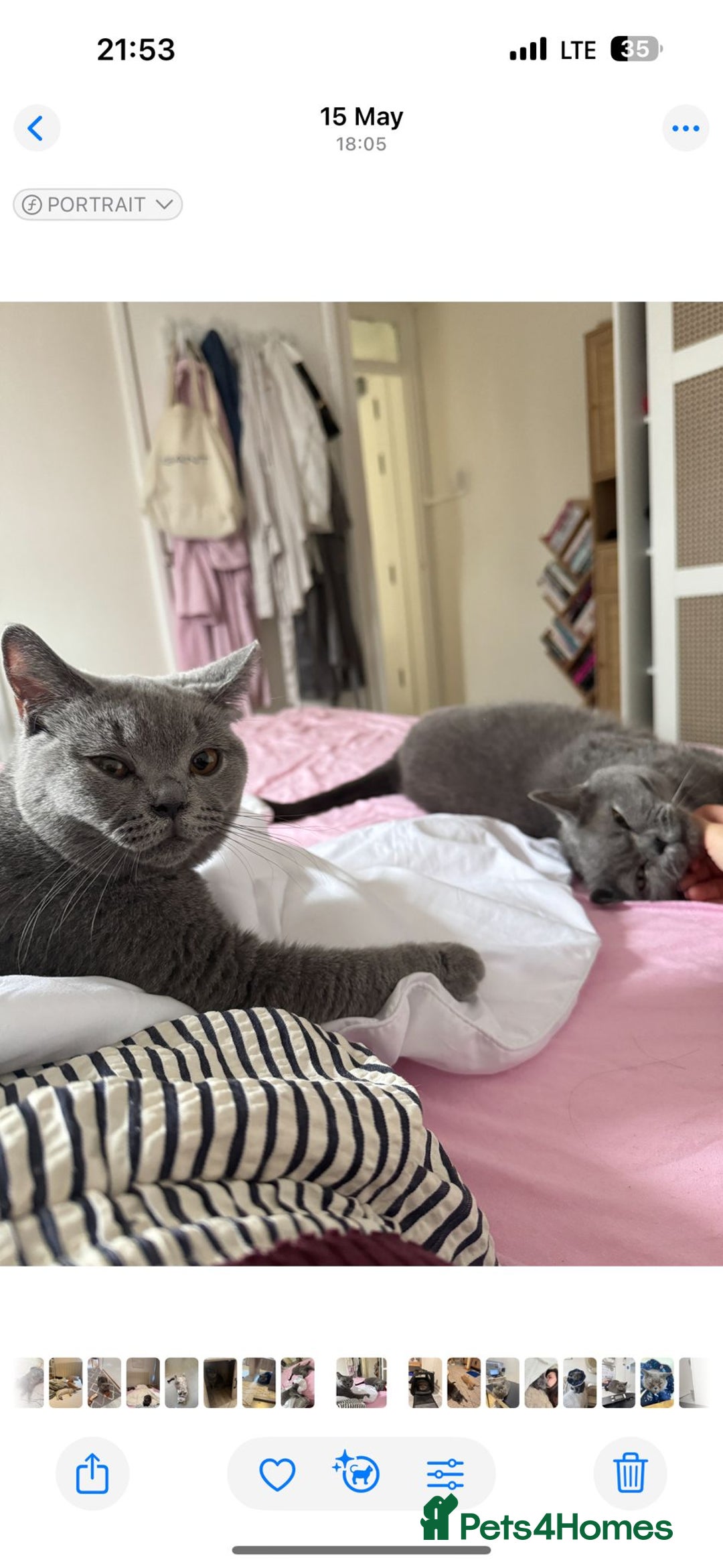 British Shorthair cats for sale: British shorthair 1 year old - Advert 4