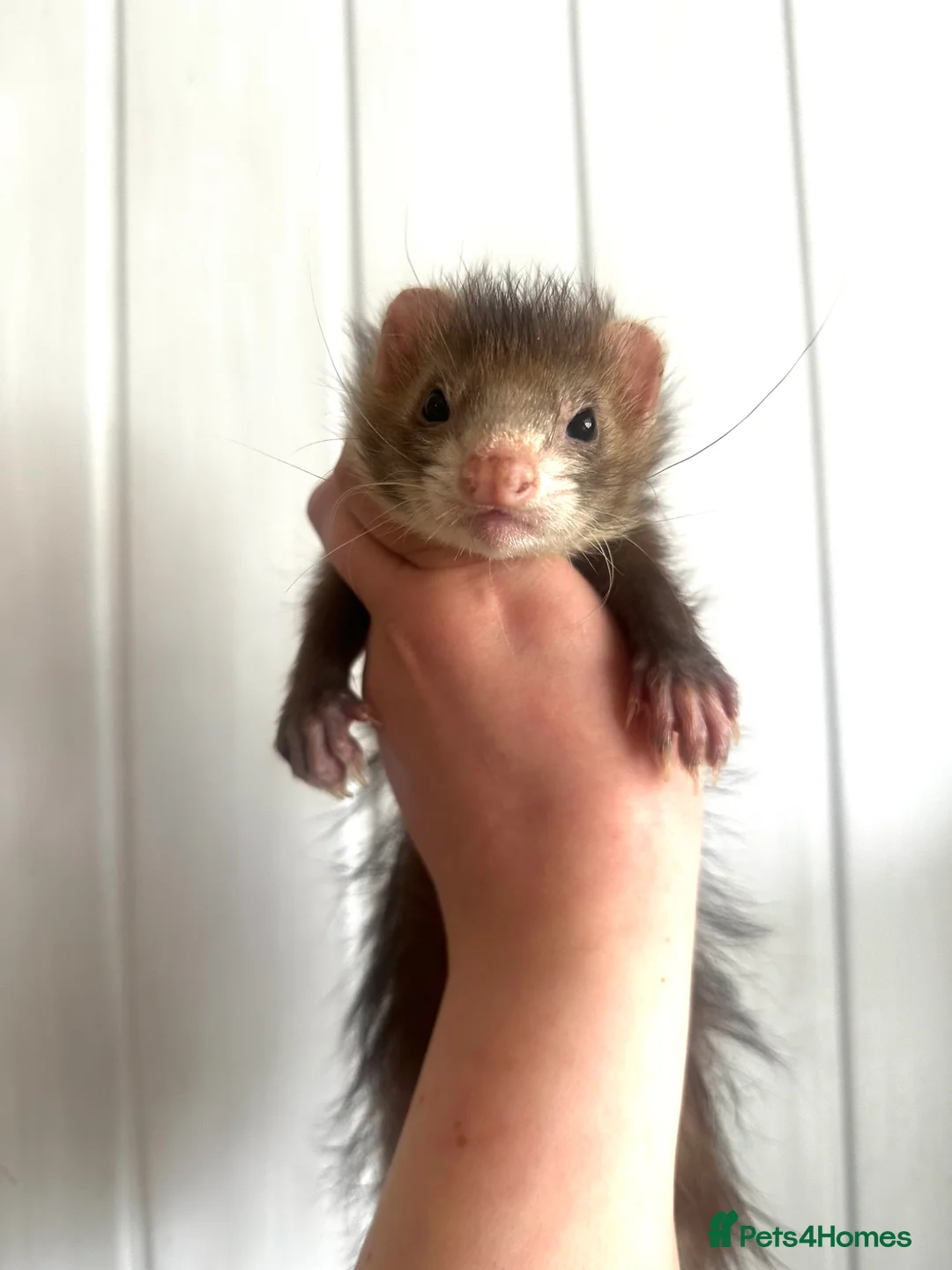 Ferret rodents for sale: Gorgeous petite full angora hob  - Advert 9