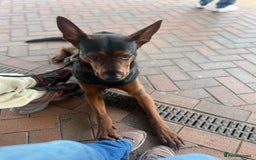 Chinese Red Dog dogs for sale: TodDaniels - Advert 7