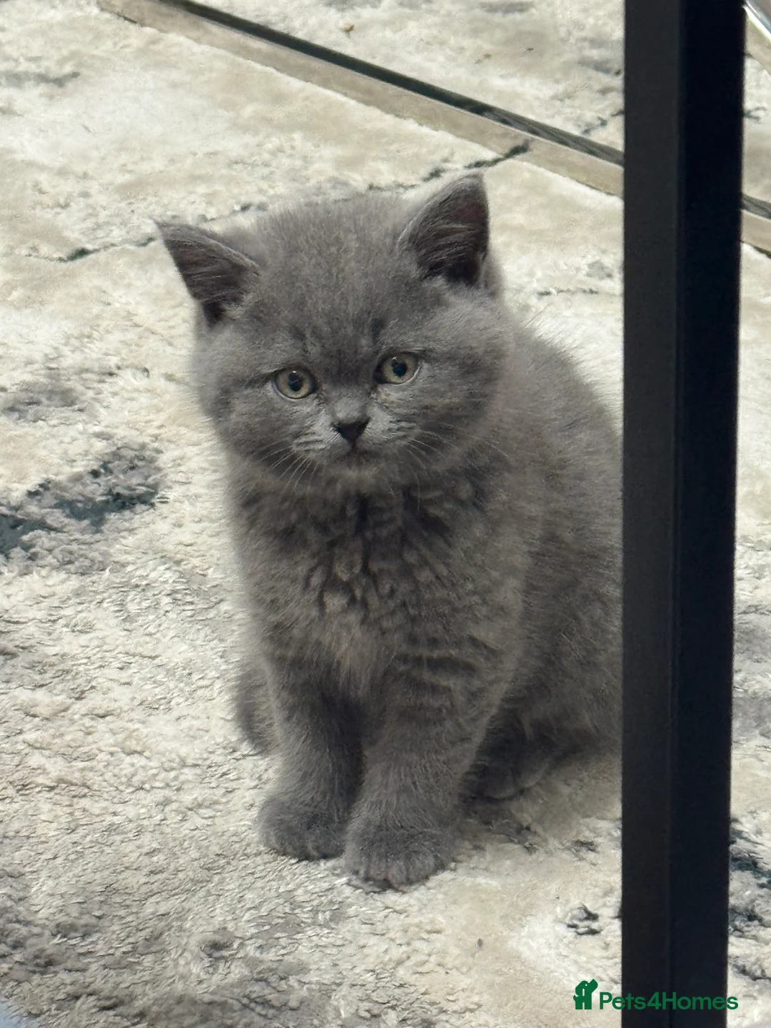 British Shorthair cats for sale: Registered British Shorthair Boy  - Advert 2