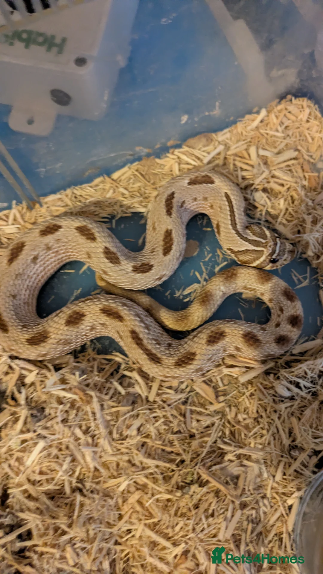 Python Snake reptiles for sale: Various Royal Pythons and hognose's  available  - Advert 4