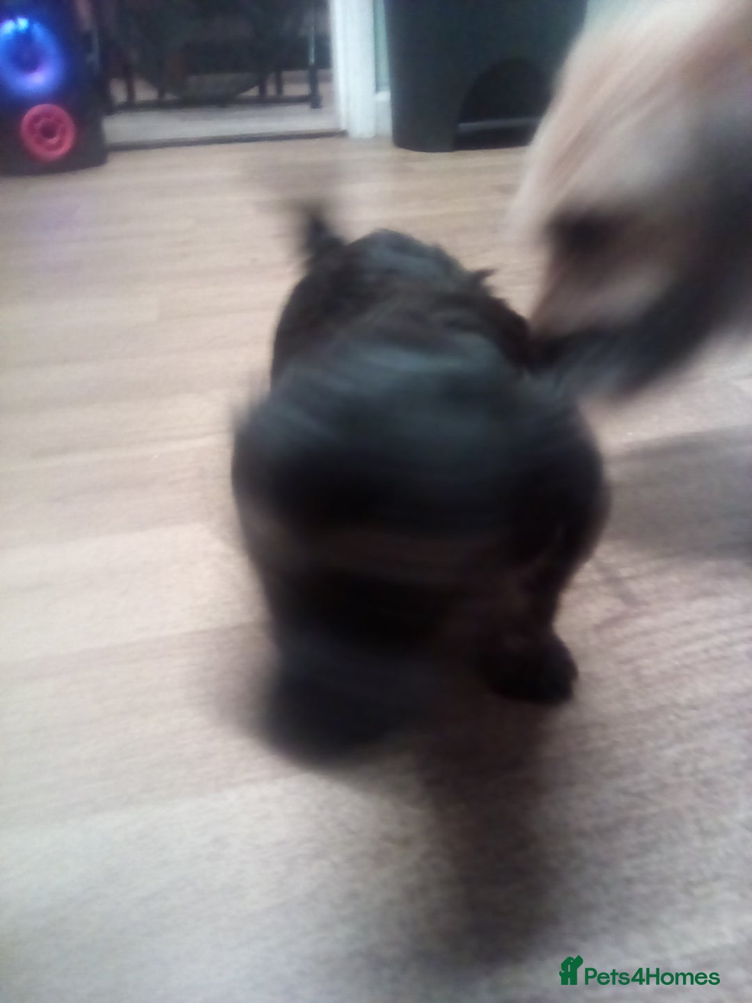 Yorkiepoo dogs for sale: Yorkie Russel poo - Image 3