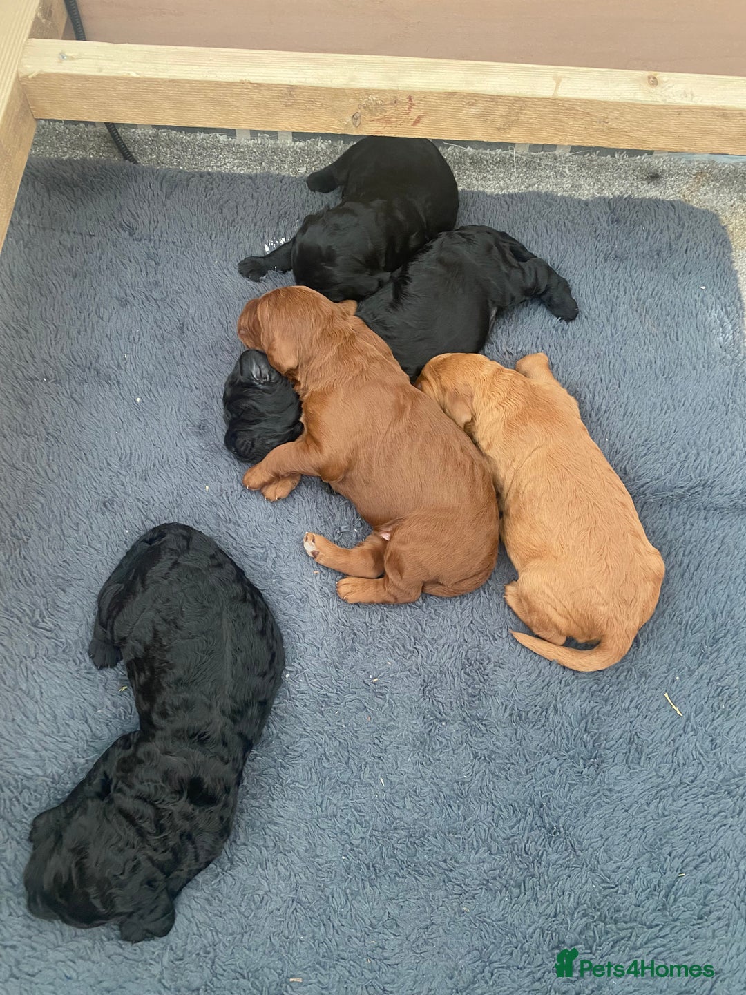 Irish Doodle dogs for sale: Irish doodle - Image 20