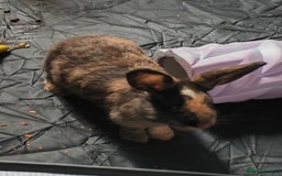 Harlequin rabbits for sale: Harlequin female rabbit - Image 2