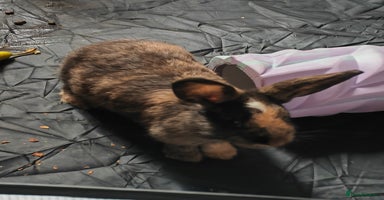 Harlequin rabbits - Advert 3