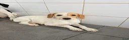 Mixed Breed dogs for adoption: Heavenly Holly - Advert 7
