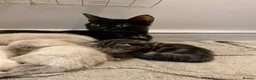 Mixed Breed cats for sale: 7 week old kittens!  in Royston - Advert 8