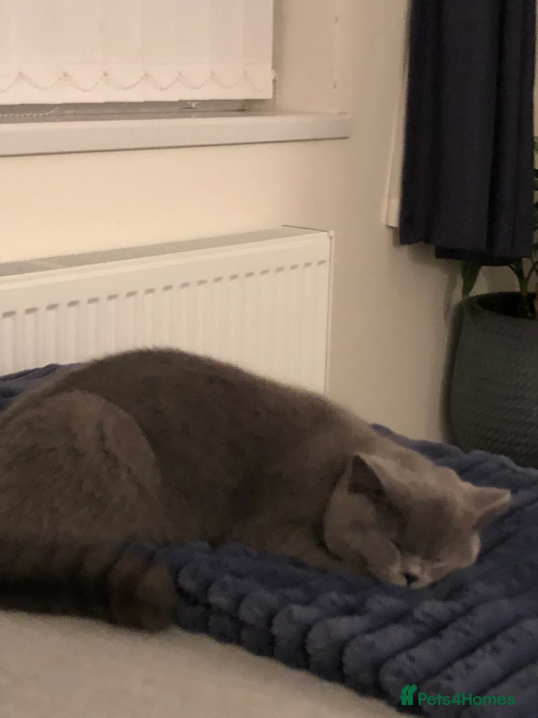 Brazilian Shorthair cats for sale: Short hair female  - Advert 1