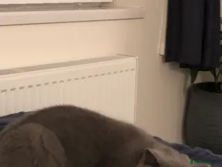 Brazilian Shorthair cats Short hair female - Advert 2