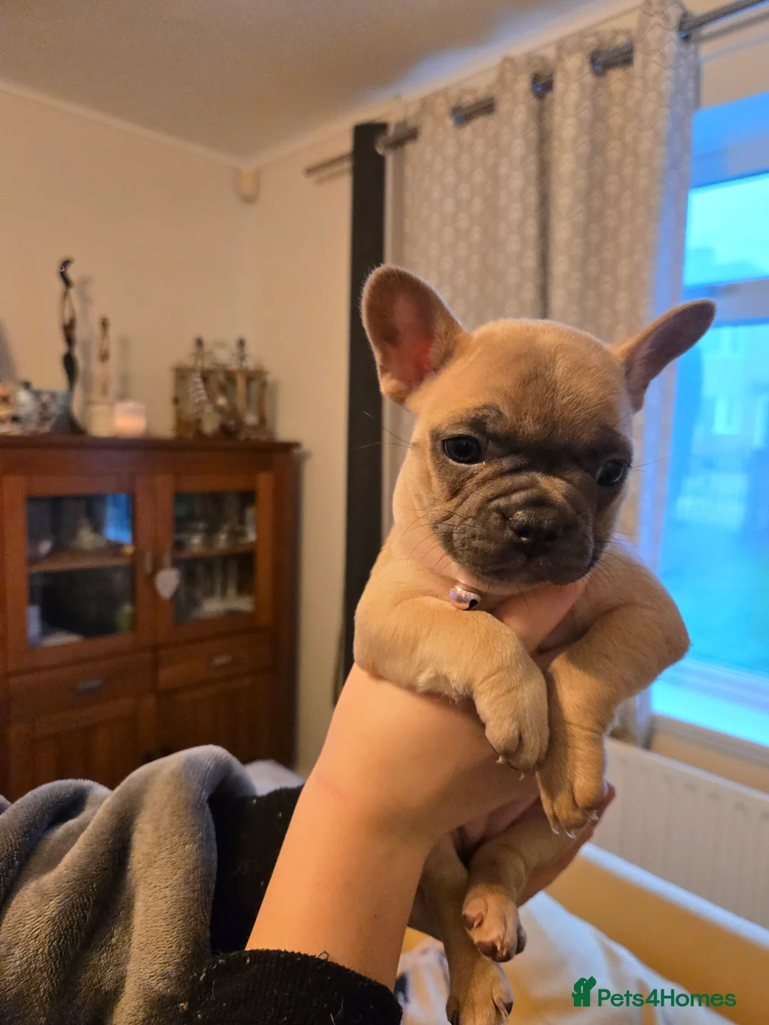 French Bulldog dogs for sale: French bulldog puppies.  - Advert 24