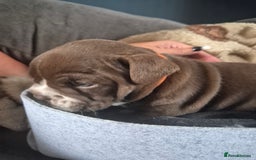 English Bulldog dogs for sale: Bulldog puppies - Image 8