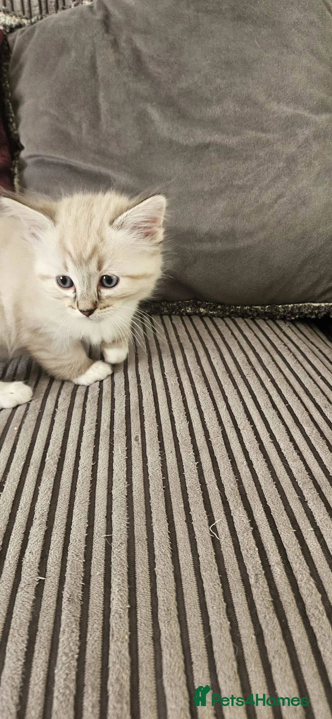 Ragdoll cats for sale: Beautiful Ragdoll kittens looking for new homes - Advert 8