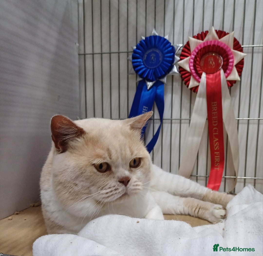 British Shorthair cats for stud: CHAMPION KAROWBIST FLOYDER  in Ruardean - Advert 7