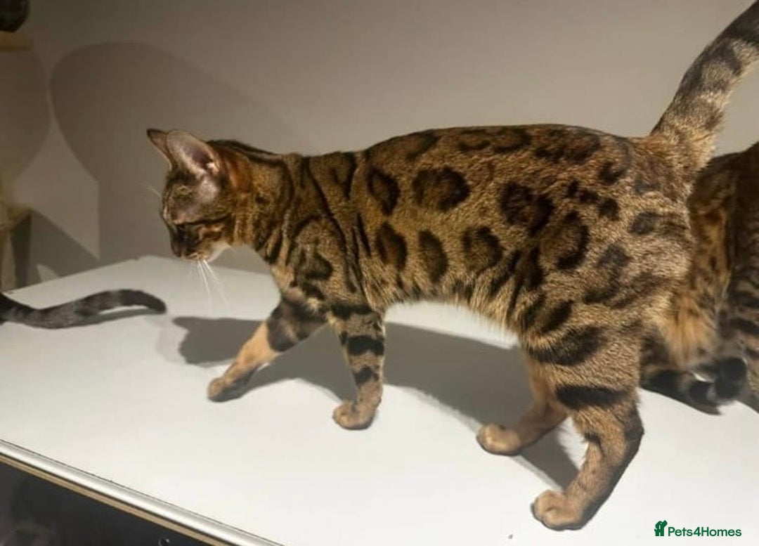 Bengal cats for sale: Well socialised kittens & retired breeding females - Advert 29