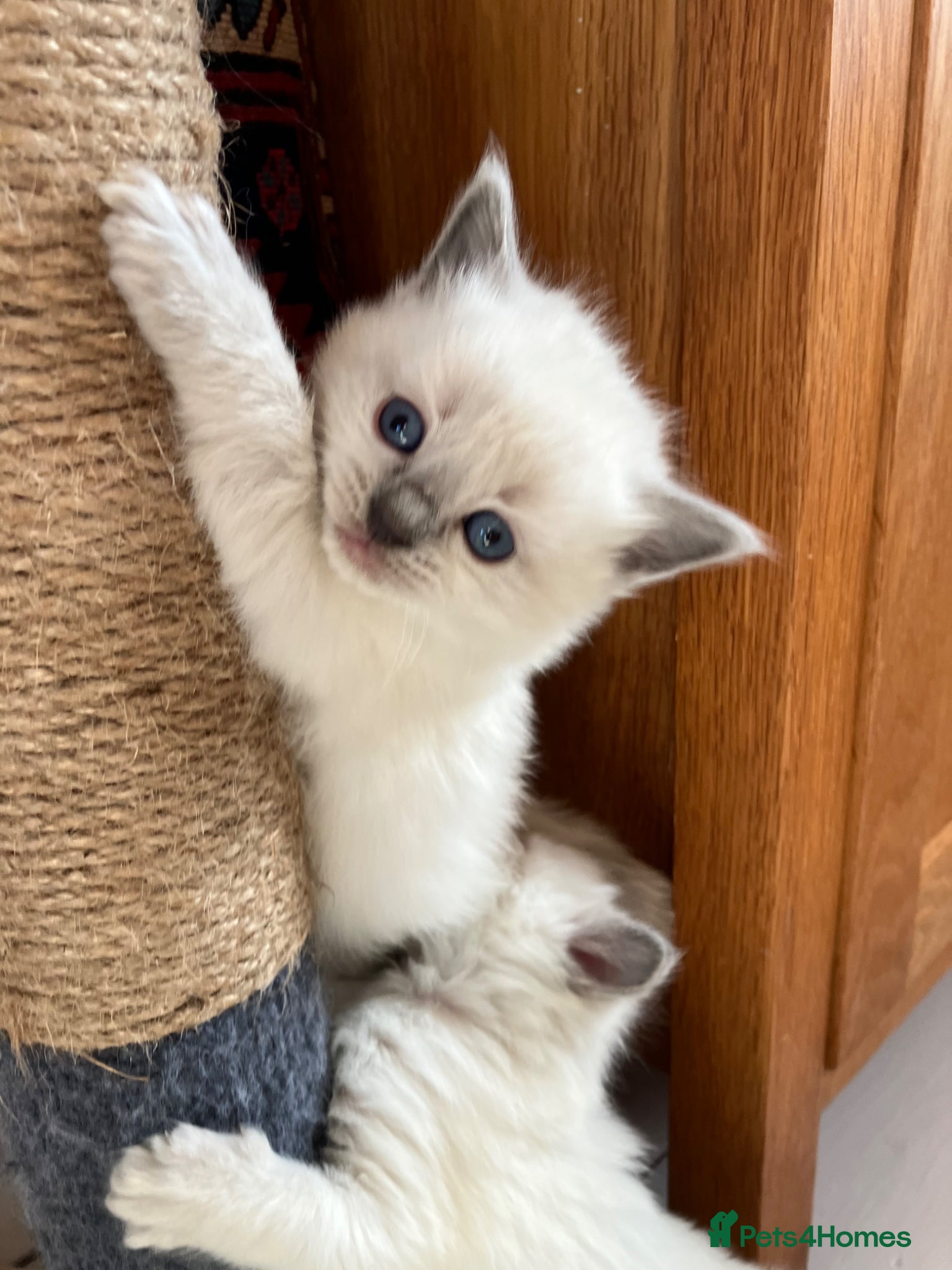 Ragdoll cats for sale: Beautiful blue pure ragdoll kittens - Advert 16