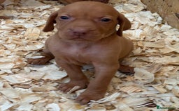 Hungarian Vizsla dogs for sale: Stunning litter of puppies  - Image 10
