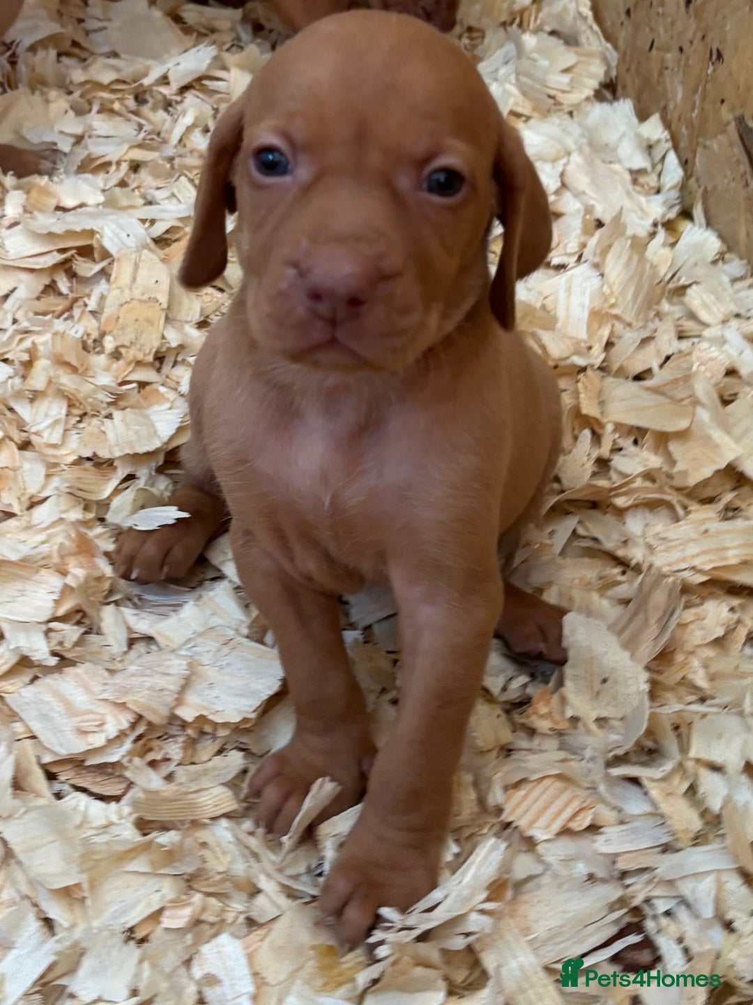Hungarian Vizsla dogs for sale: Stunning litter of puppies  - Image 10